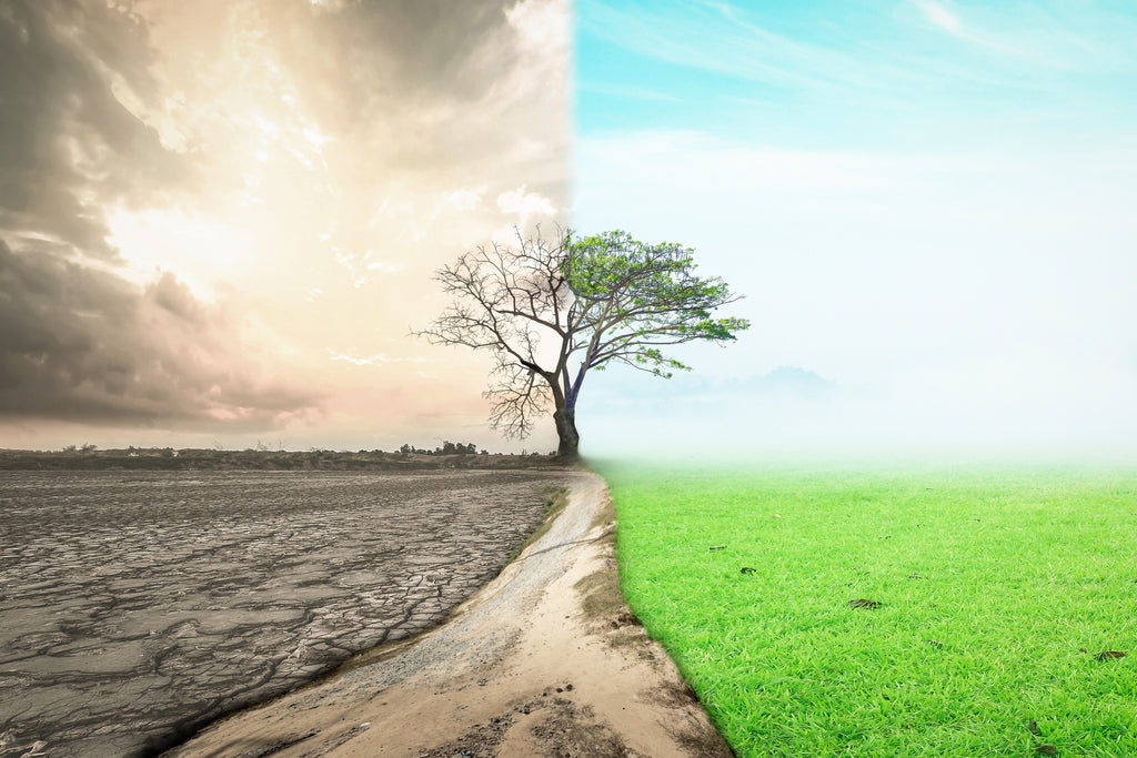 Tree in a drought and dry land vs. tree in green, lush vegetation