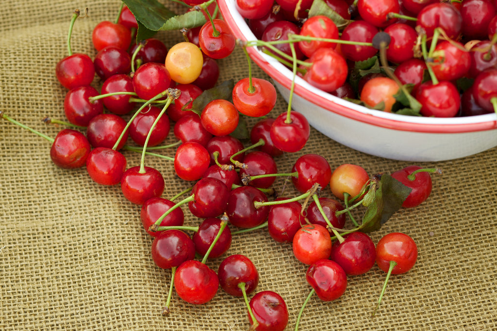 Bowl of red tart cherries fruit filled with antioxidants